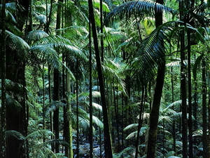 woud-landschappen-natuur-jungle-achtergrond