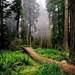 woud-oudgroeiend-bos-natuur-redwood-achtergrond
