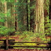 woud-oudgroeiend-bos-natuur-zitbank-achtergrond
