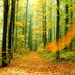 herfst-woud-natuur-noordelijk-hardhoutbos-achtergrond
