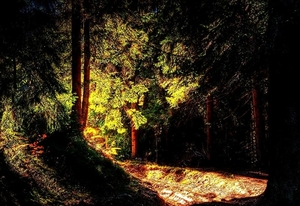 natuur-woud-herfst-zonlicht-achtergrond