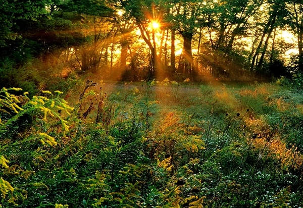 natuur-zon-zonlicht-woud-achtergrond