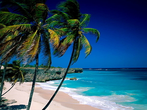 strand-tropen-natuur-palmboom-achtergrond