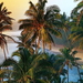 mooie-lucht-palmboom-natuur-strand-achtergrond