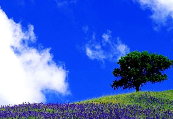 natuur-blauwe-veld-lavendel-achtergrond