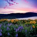 natuur-bloemen-lavendel-wildflower-achtergrond
