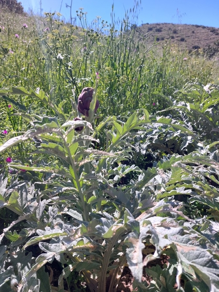 intersoc amalfikust wandelvakantie itali reisduiveltje