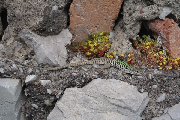 intersoc amalfikust wandelvakantie itali reisduiveltje