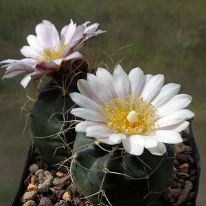 DSC01341Echinocereus knippelianus