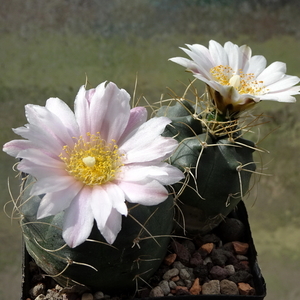 DSC01342Echinocereus knippelianus