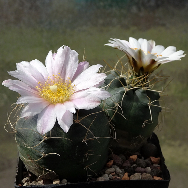 DSC01343Echinocereus knippelianus