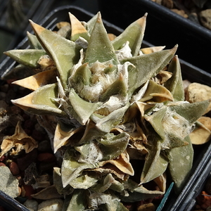 DSC01348Ariocarpus trigonus KSM 636