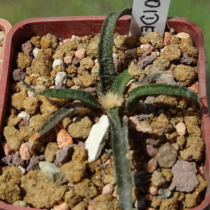 DSC01349Ariocarpus agavoides