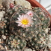 DSC01360Pediocactus knowltoni SB 304