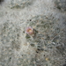 DSC01363Mammillaria glassii ssp.ascensionis v. nominis-dulcis