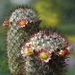 DSC01380Mammillaria microhelia