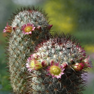 DSC01380Mammillaria microhelia