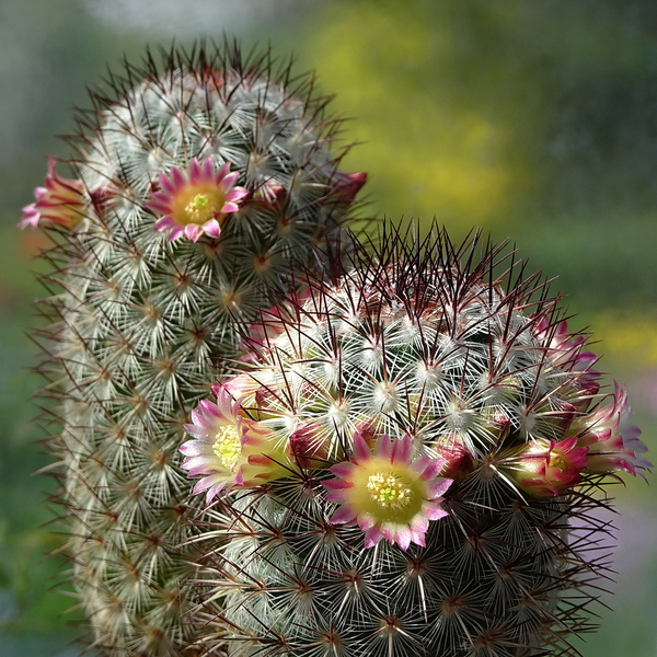 DSC01380Mammillaria microhelia