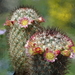DSC01392Mammillaria microhelia
