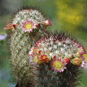 DSC01392Mammillaria microhelia