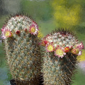 DSC01393Mammillaria microhelia