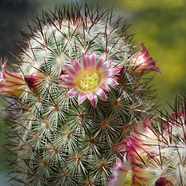 DSC01394Mammillaria microhelia