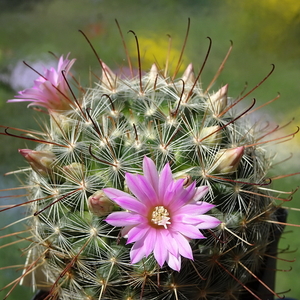 DSC01396Mammillaria longiflora