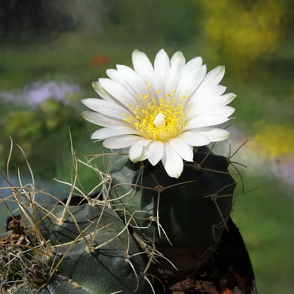 DSC01397Echinocereus knippelianus