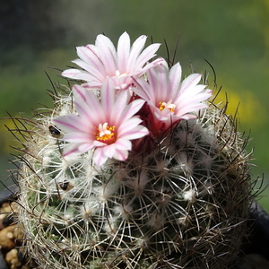 DSC01400Gymnocactus saueri ssp. saueri