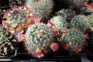 DSC01432Mammillaria microhelia