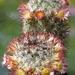 DSC01433Mammillaria microhelia