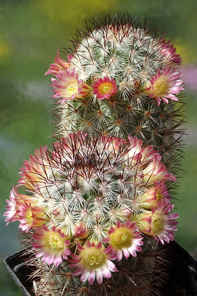 DSC01433Mammillaria microhelia