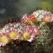 DSC01434Mammillaria microhelia