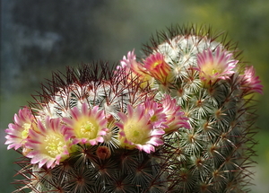 DSC01434Mammillaria microhelia