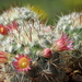 DSC01435Mammillaria microhelia