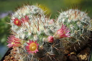 DSC01435Mammillaria microhelia