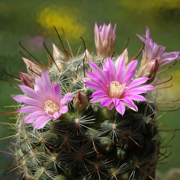 DSC01450Mammillaria longiflora