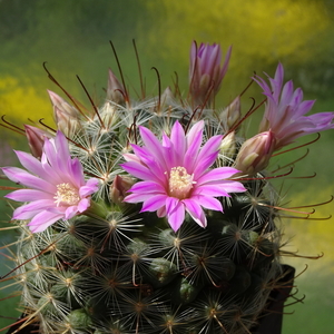 DSC01451Mammillaria longiflora