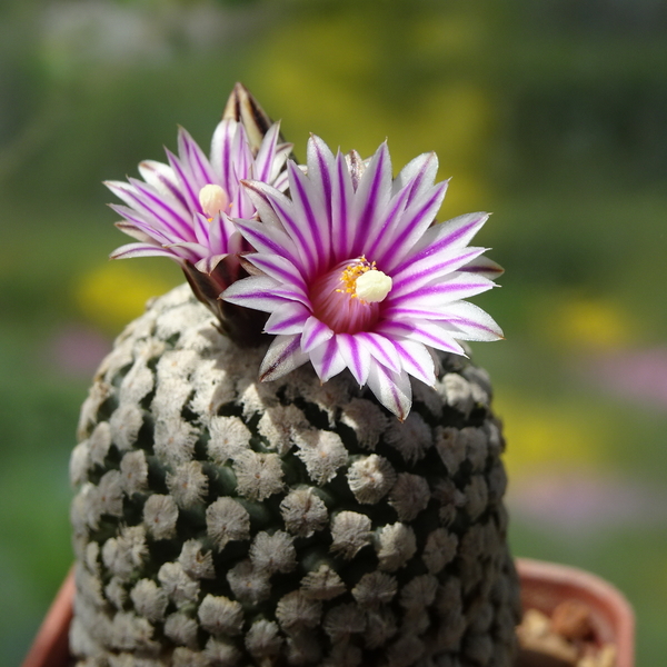 DSC01454Turbinicarpus valdezianus