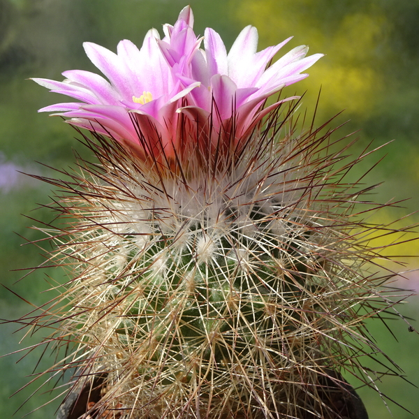 DSC01456Rapicactus beguinii sp. nova margaritae GM 1650