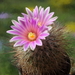 DSC01457Rapicactus beguinii sp. nova margaritae GM 1650