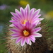 DSC01458Rapicactus beguinii sp. nova margaritae GM 1650