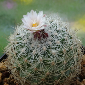 DSC01461Gymnocactus knuthianus