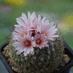 DSC01462Gymnocactus saueri ssp. saueri