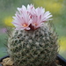 DSC01463Gymnocactus saueri ssp. saueri