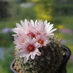 DSC01466Gymnocactus saueri ssp. saueri