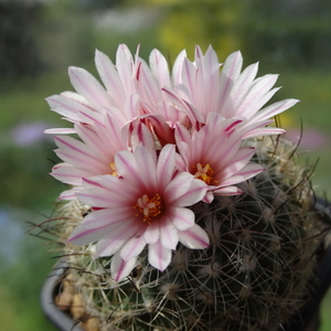 DSC01467Gymnocactus saueri ssp. saueri