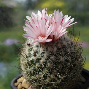 DSC01468Gymnocactus saueri ssp. saueri