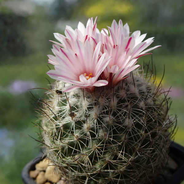 DSC01468Gymnocactus saueri ssp. saueri