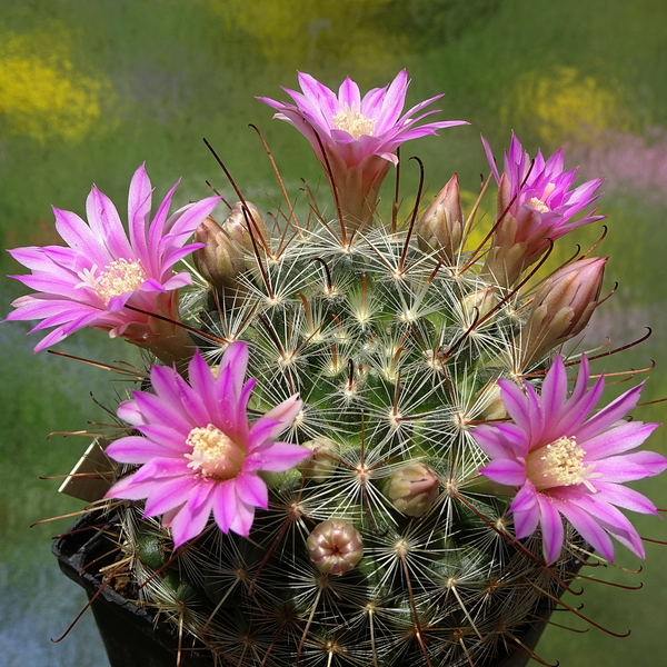 DSC01483Mammillaria longiflora